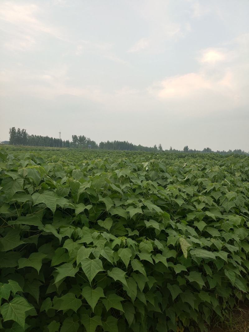 楸树金丝楸树楸树根苗0.8～2.0