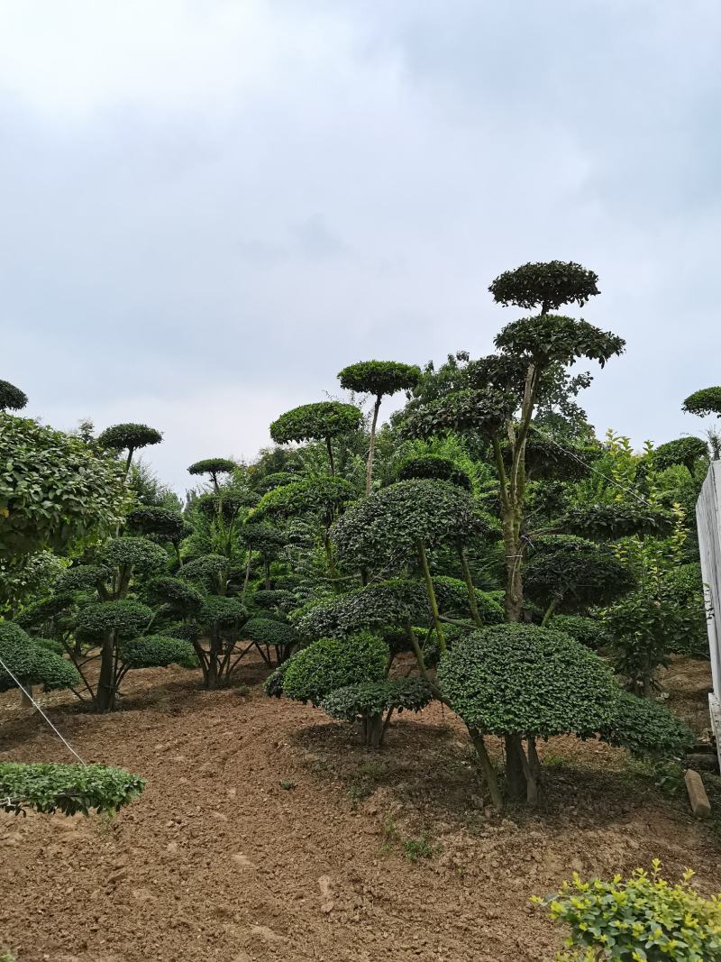 河南景观树、云片树、造形云片树、小叶女贞造形树基地批发