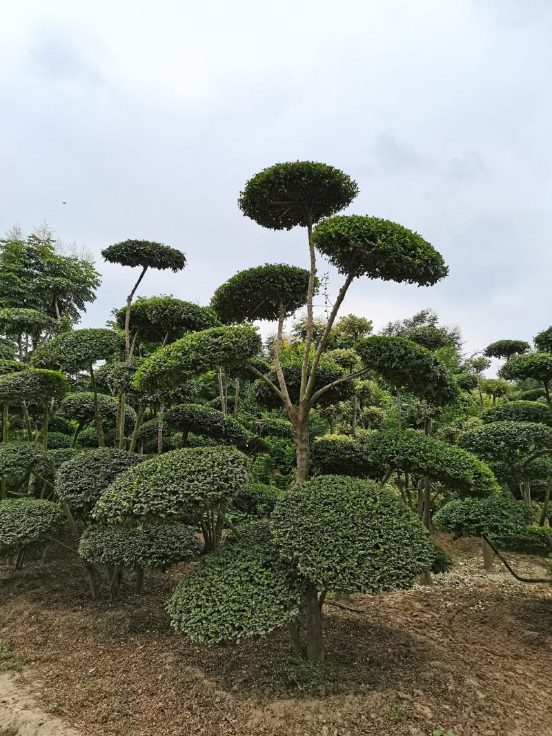 河南景观树、云片树、造形云片树、小叶女贞造形树基地批发