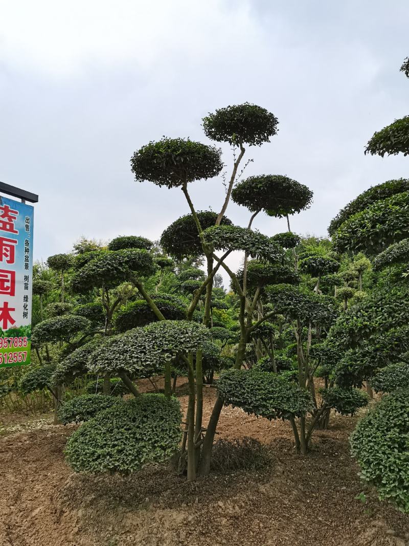 河南景观树、云片树、造形云片树、小叶女贞造形树基地批发