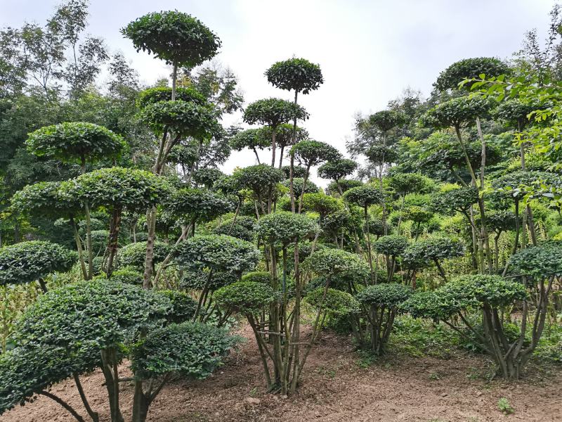 河南景观树、云片树、造形云片树、小叶女贞造形树基地批发