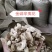 辛夷批发价格可协商辛夷桃毛桃产地直销药食同源