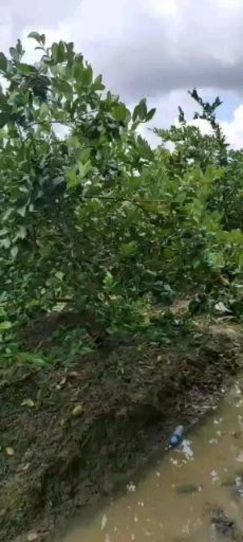 中国台湾海南品种四季无籽香水柠檬一级果奶茶店专用