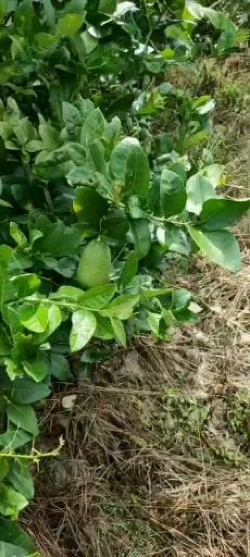中国台湾海南品种四季无籽香水柠檬一级果奶茶店专用