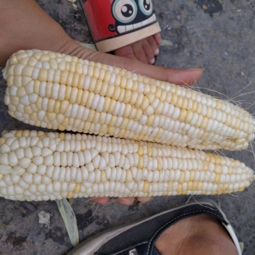甜玉米，熟了自己种的没上化肥
