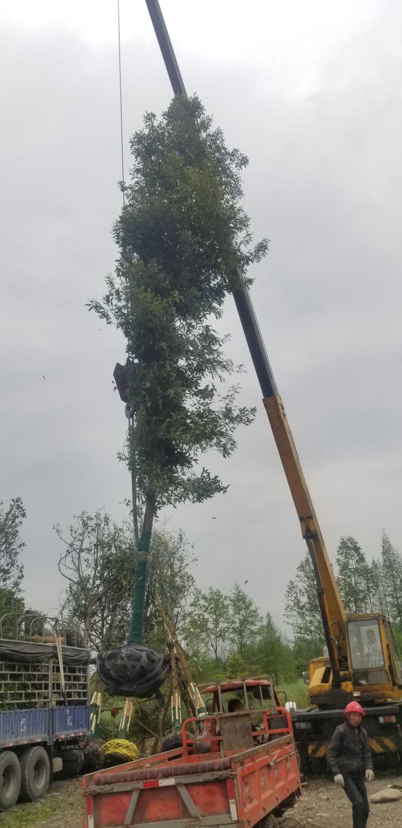 金丝楠木小苗金丝楠木容器苗成都桢楠基地桢楠小苗