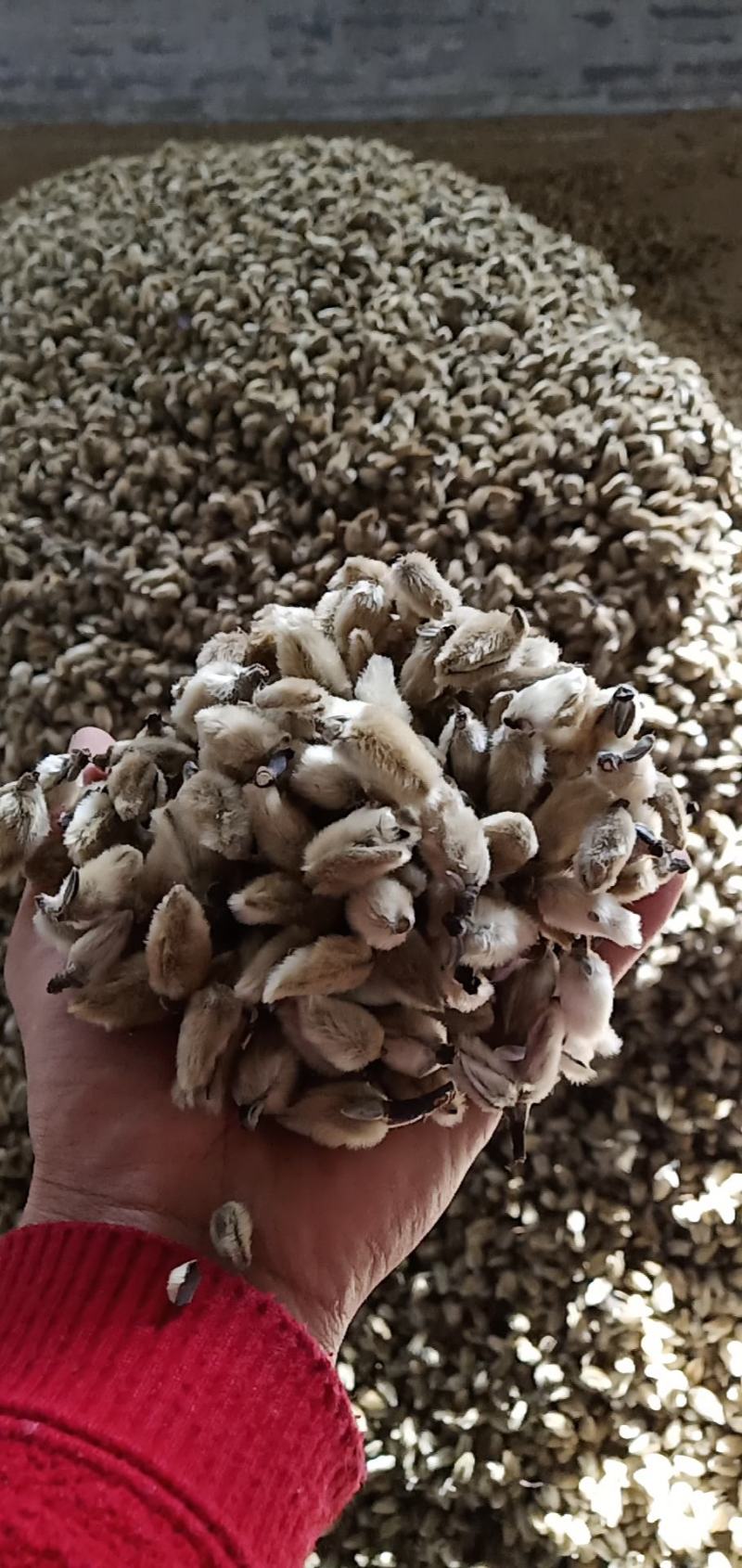 辛夷花常年批发价格电议量大从优大料药食同源