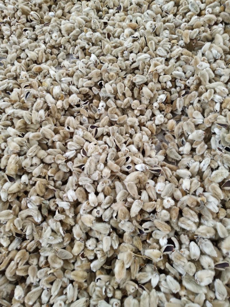 辛夷花常年批发价格电议量大从优大料药食同源