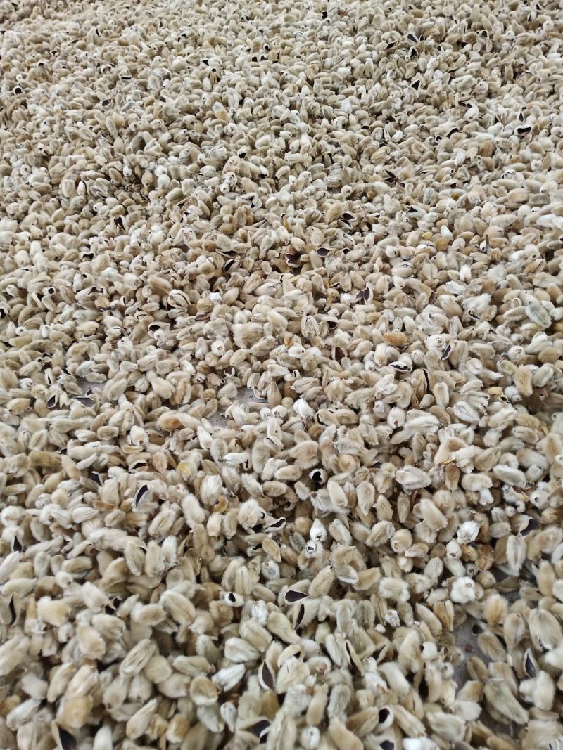 辛夷花常年批发价格电议量大从优大料药食同源
