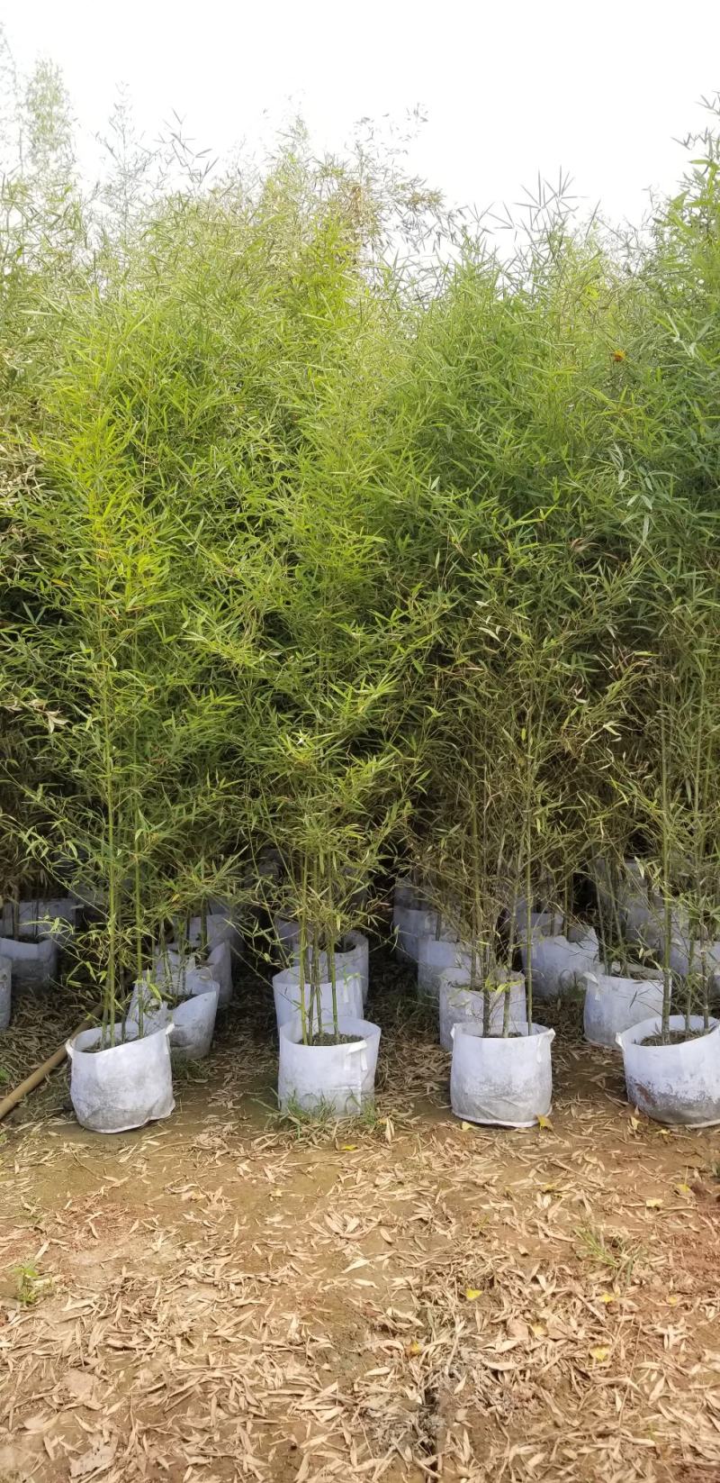 刚竹2-5公分琴丝竹凤尾竹金镶玉竹