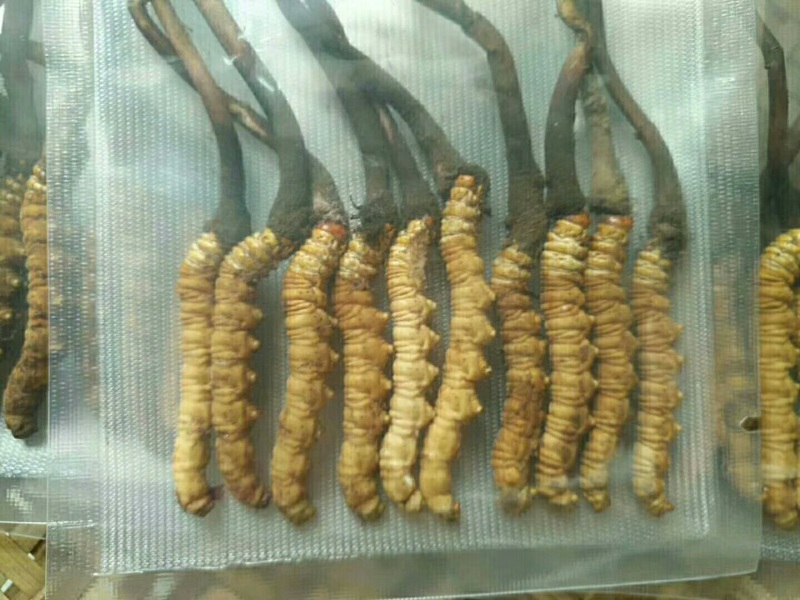 阿坝州正宗松潘县雪山高原虫草，欢迎各位老板来电咨询。