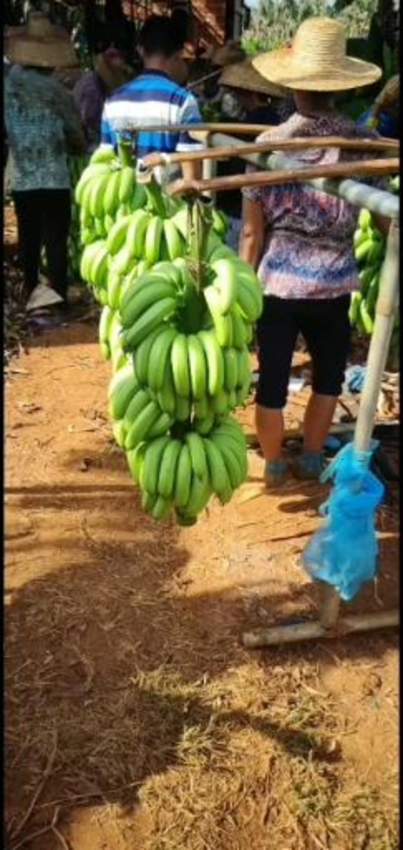 广东省徐闻县优质香蕉全国发货支持视频看货量大从优