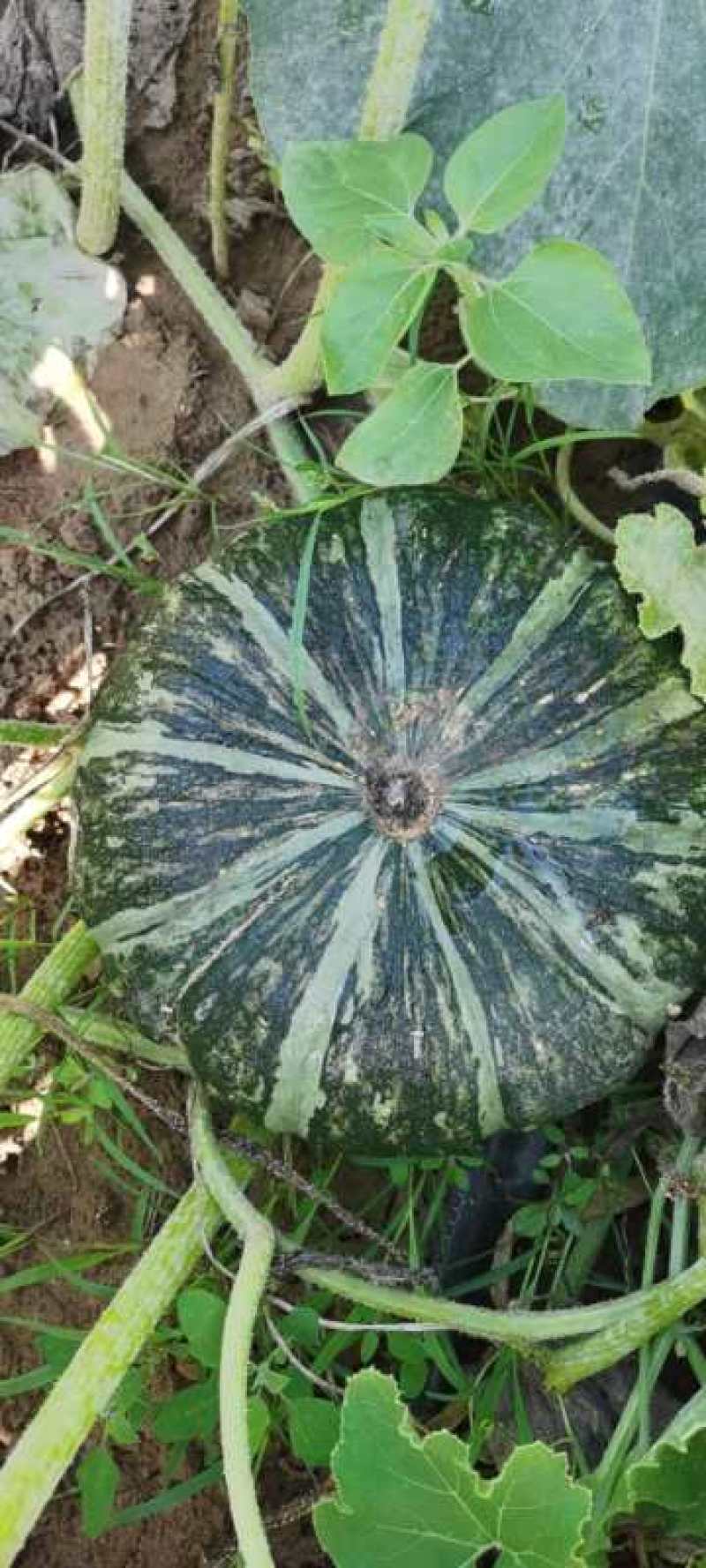 南瓜，陕北沙地南瓜，面，甜，没有地气，皮毛漂亮。