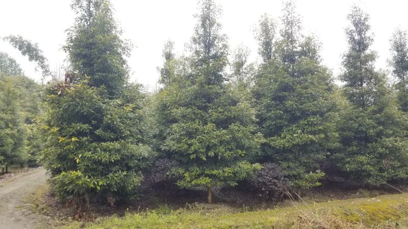 8_10公分楠木10公分桢楠12公分桢楠基地