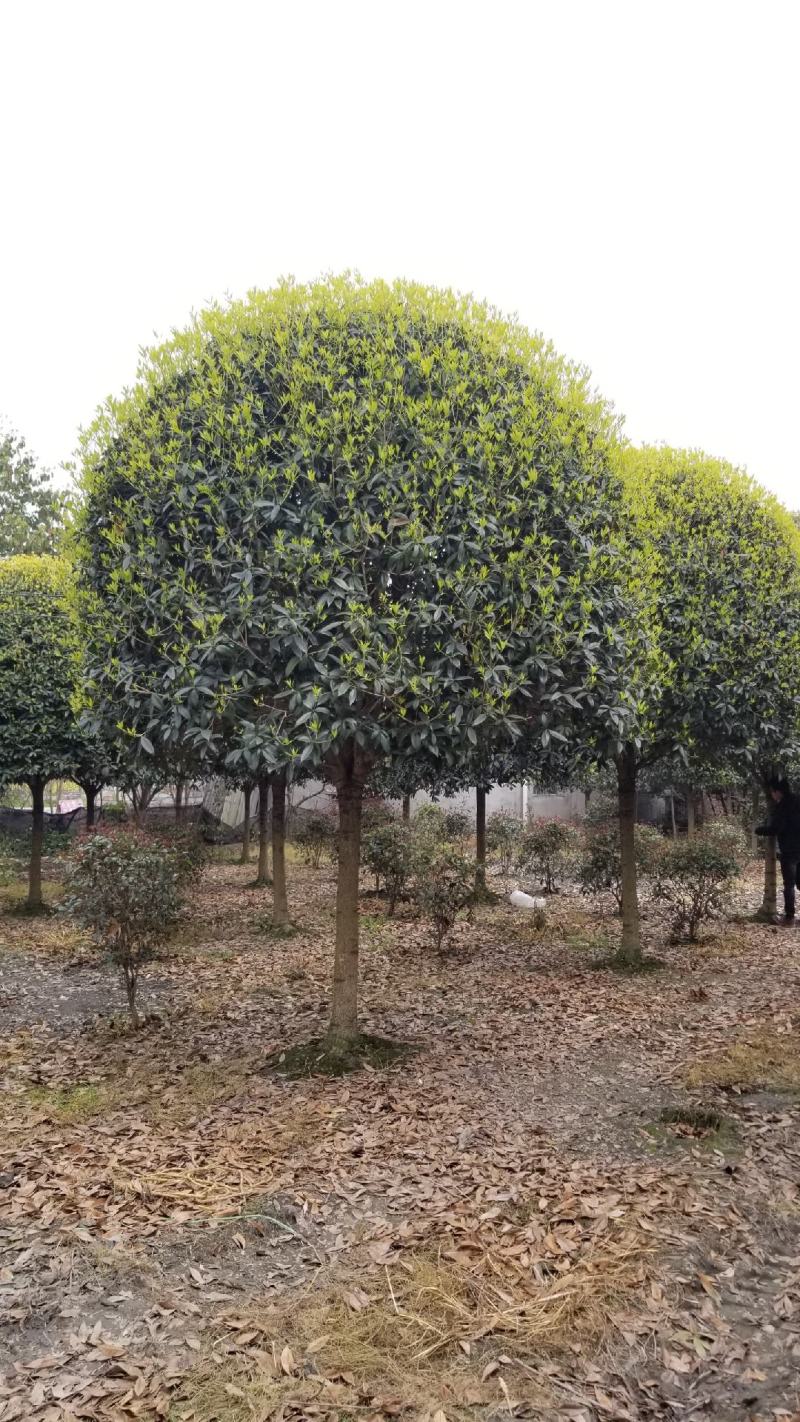 桂花球2米桂花球2.5米桂花球3米大价格