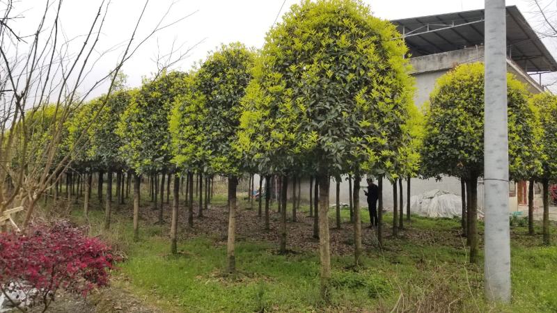 桂花球2米桂花球2.5米桂花球3米大价格