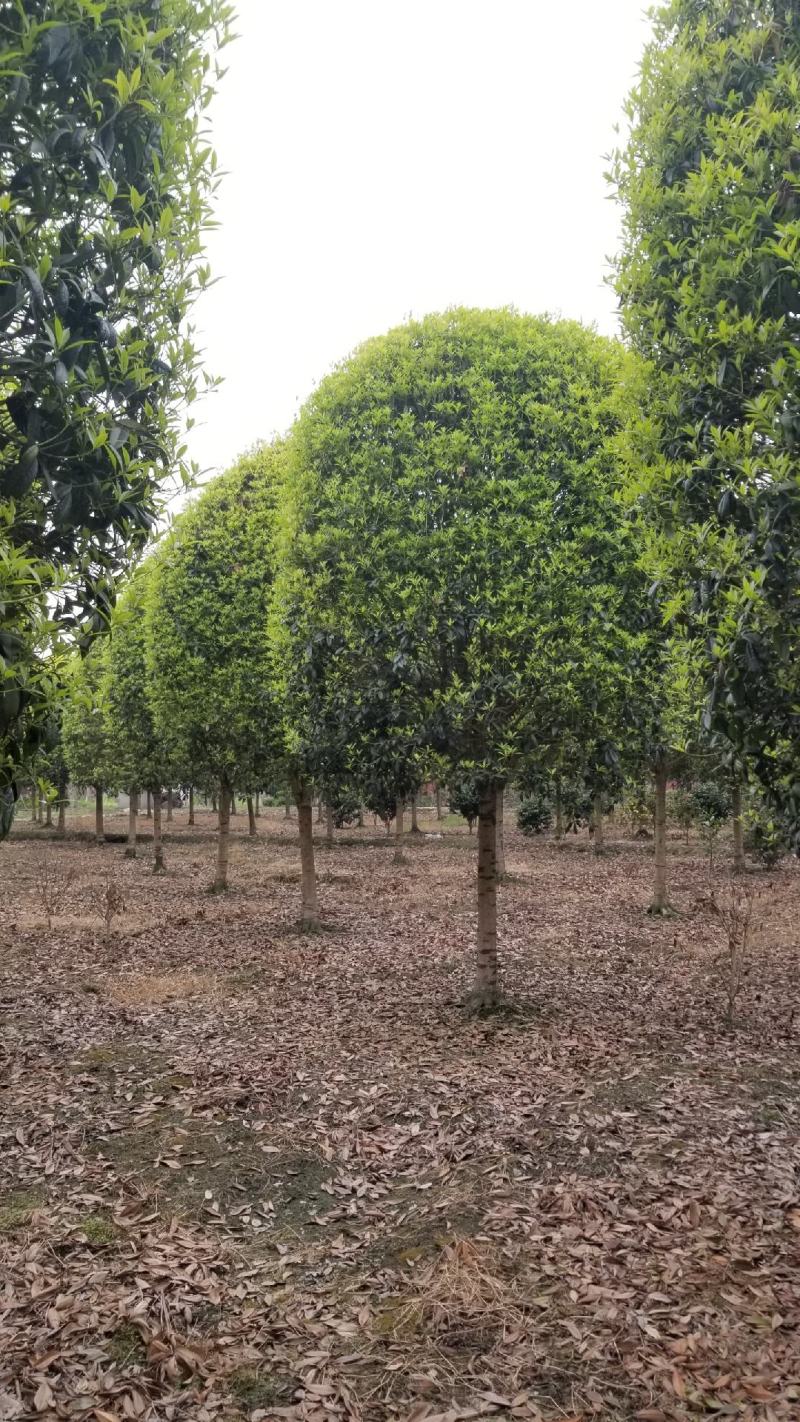 桂花球2米桂花球2.5米桂花球3米大价格