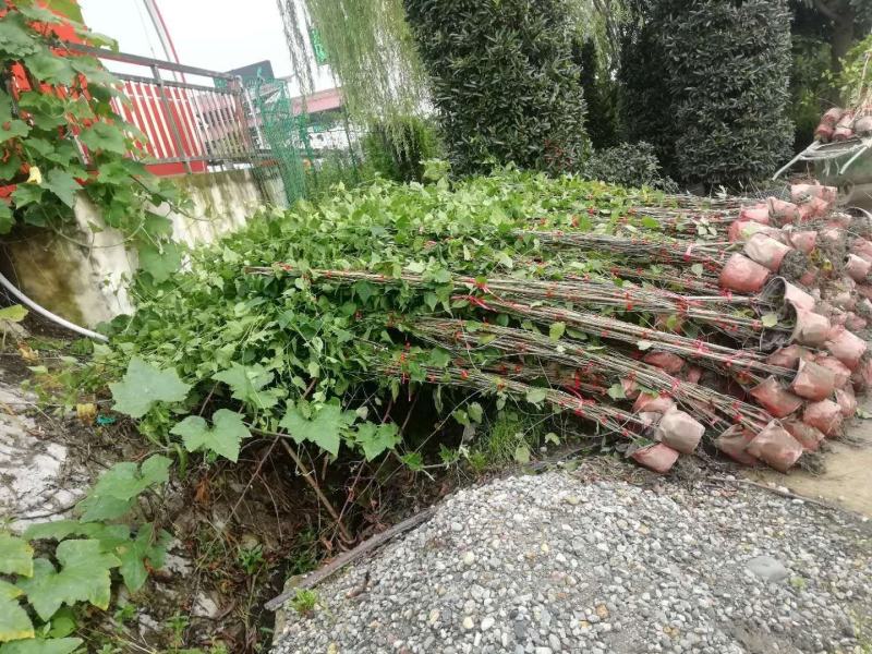 灯笼花四季开花植物风铃花吊钟花基地