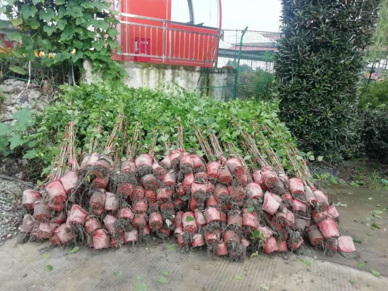 灯笼花四季开花植物风铃花吊钟花基地