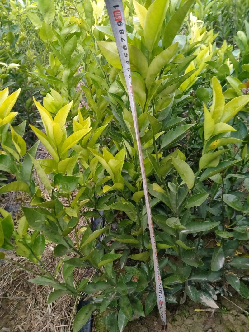 美国糖桔嫁接苗，基地直销.现挖现发.全程提供种植技术