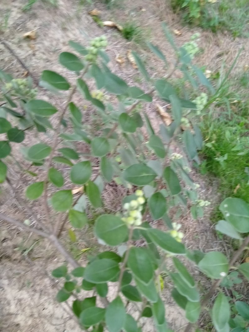 供应优质江西单叶蔓荆子营养杯苗裸根苗大量供应