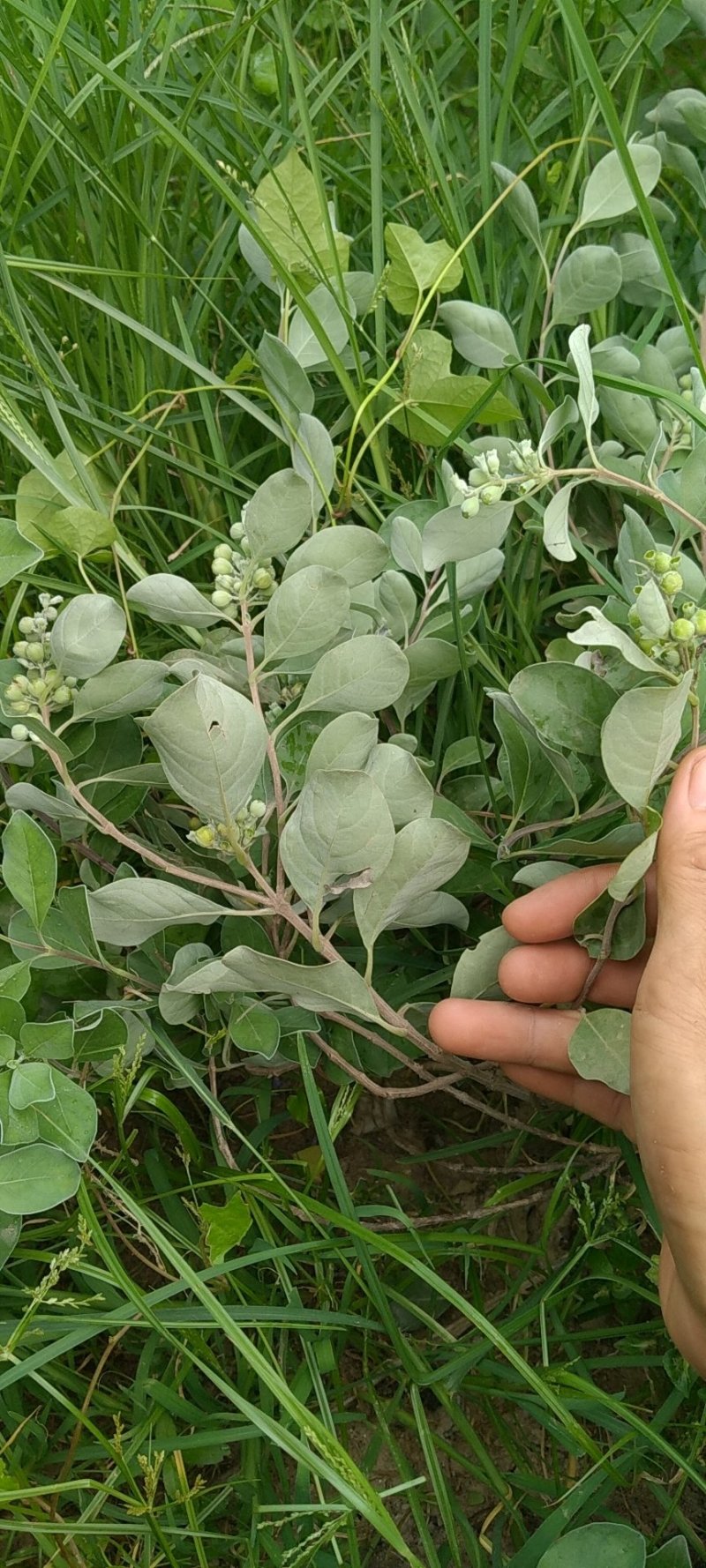 供应优质江西单叶蔓荆子营养杯苗裸根苗大量供应