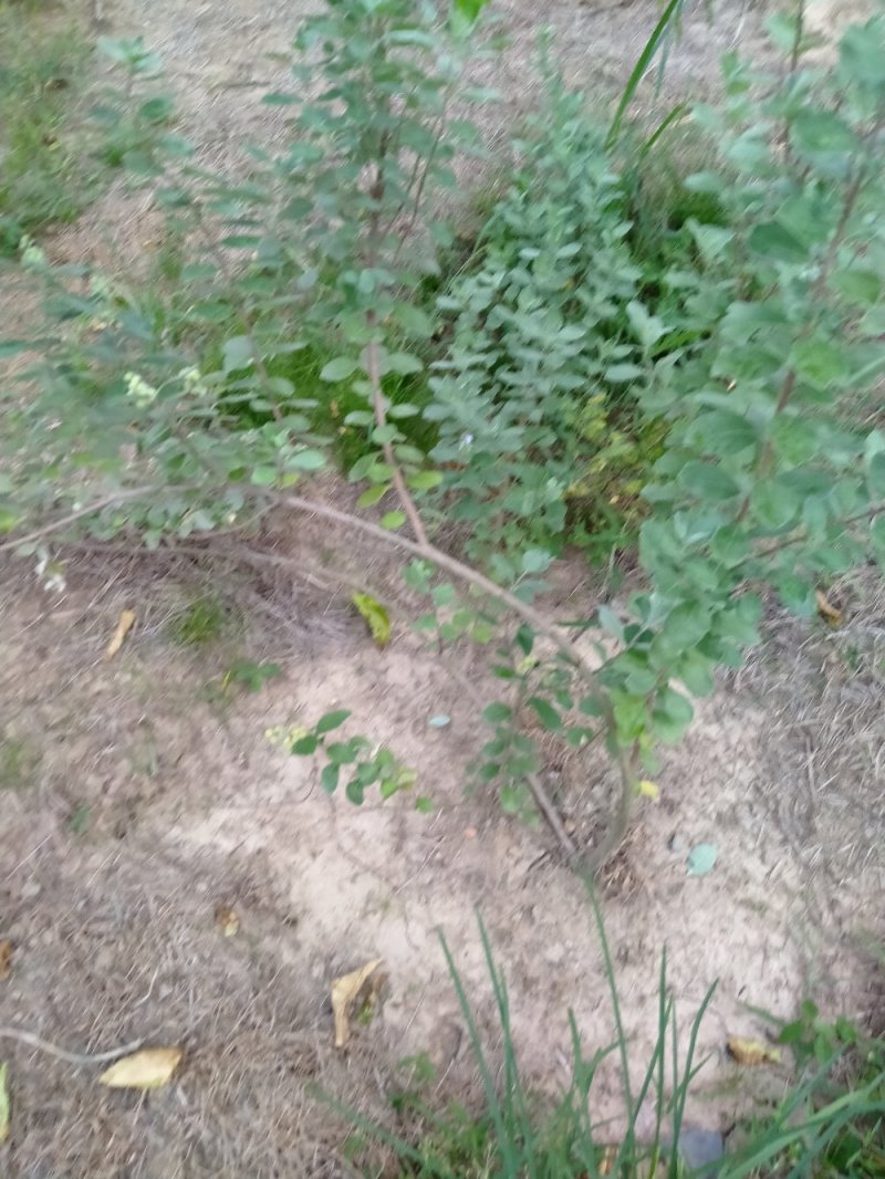 供应优质江西单叶蔓荆子营养杯苗裸根苗大量供应