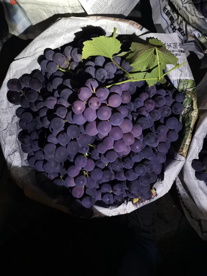 浦江巨峰葡萄专业实力代表，产地直供，质量保证，欢迎联系