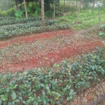 出售云南红花油茶苗苗1111111111