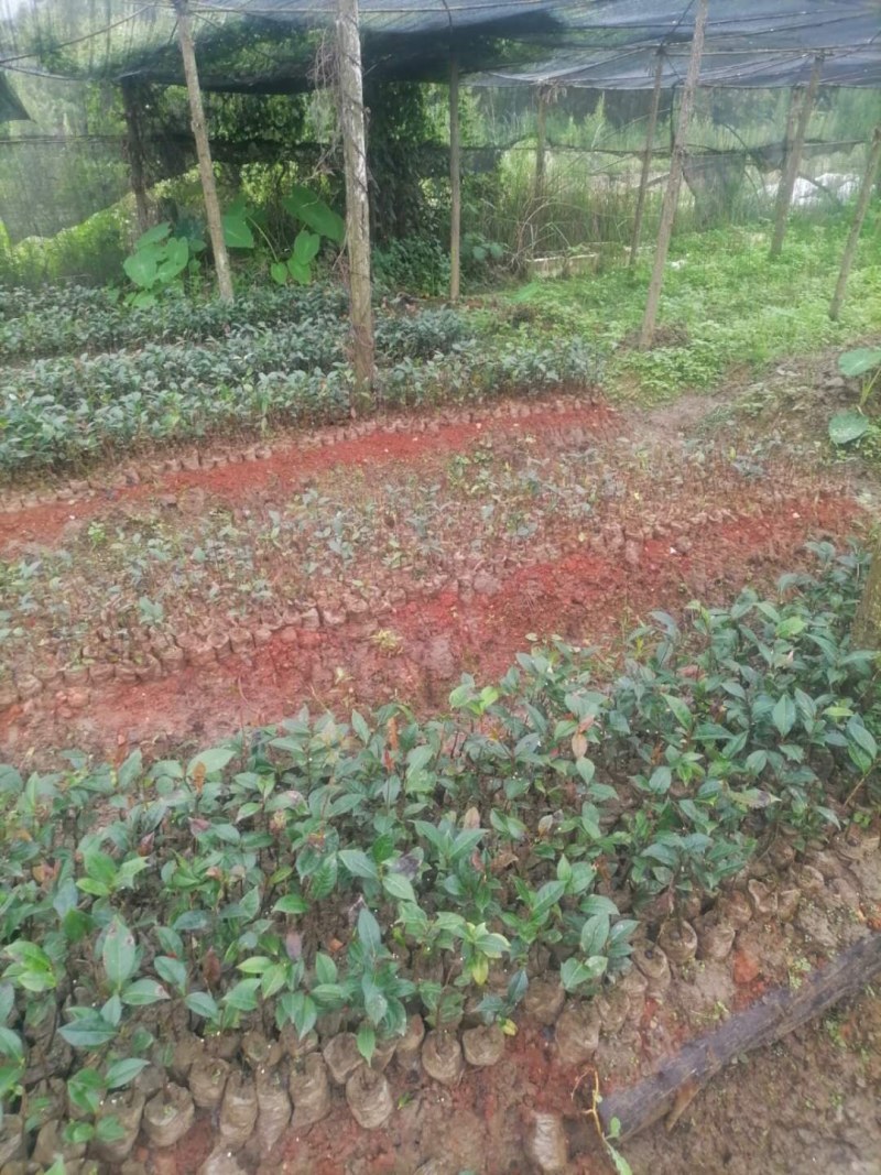 出售云南红花油茶苗苗1111111111