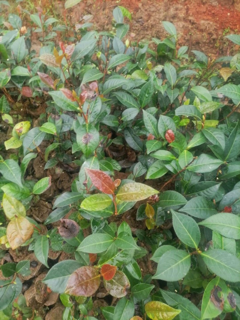 出售云南红花油茶苗苗1111111111