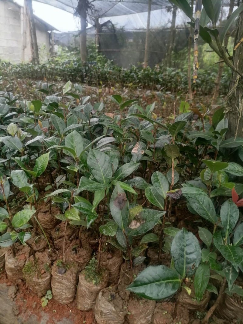 出售云南红花油茶苗苗1111111111