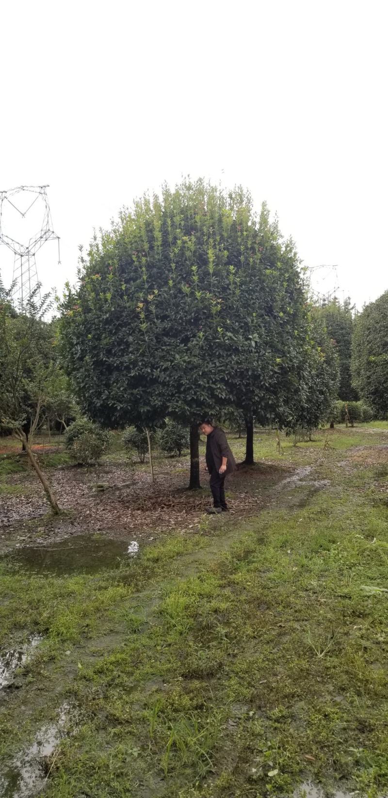 15公分桂花，18公分桂花-12公分桂花价格