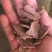 烘干白酒糟，量大从优，价格美丽，质量有保证。