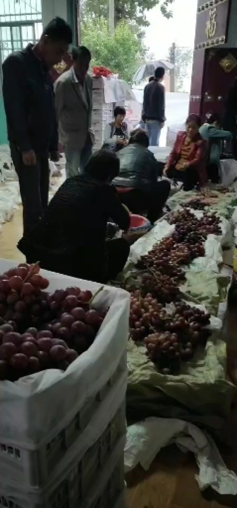 蒲城红提！可以入库！也可以发鲜货！！，，大量上市！！