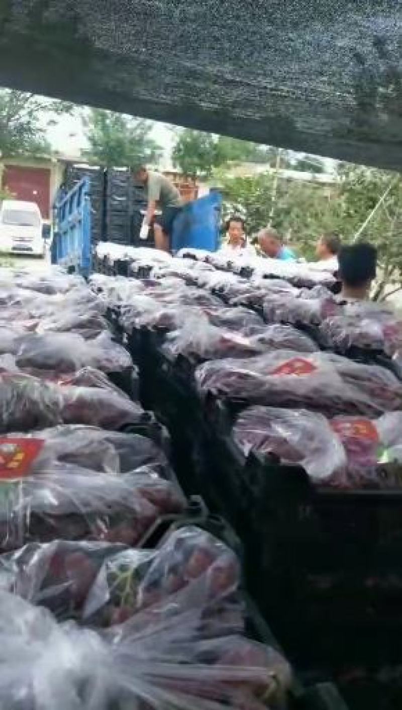 蒲城红提！可以入库！也可以发鲜货！！，，大量上市！！