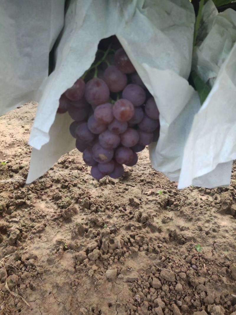 蒲城红提！可以入库！也可以发鲜货！！，，大量上市！！