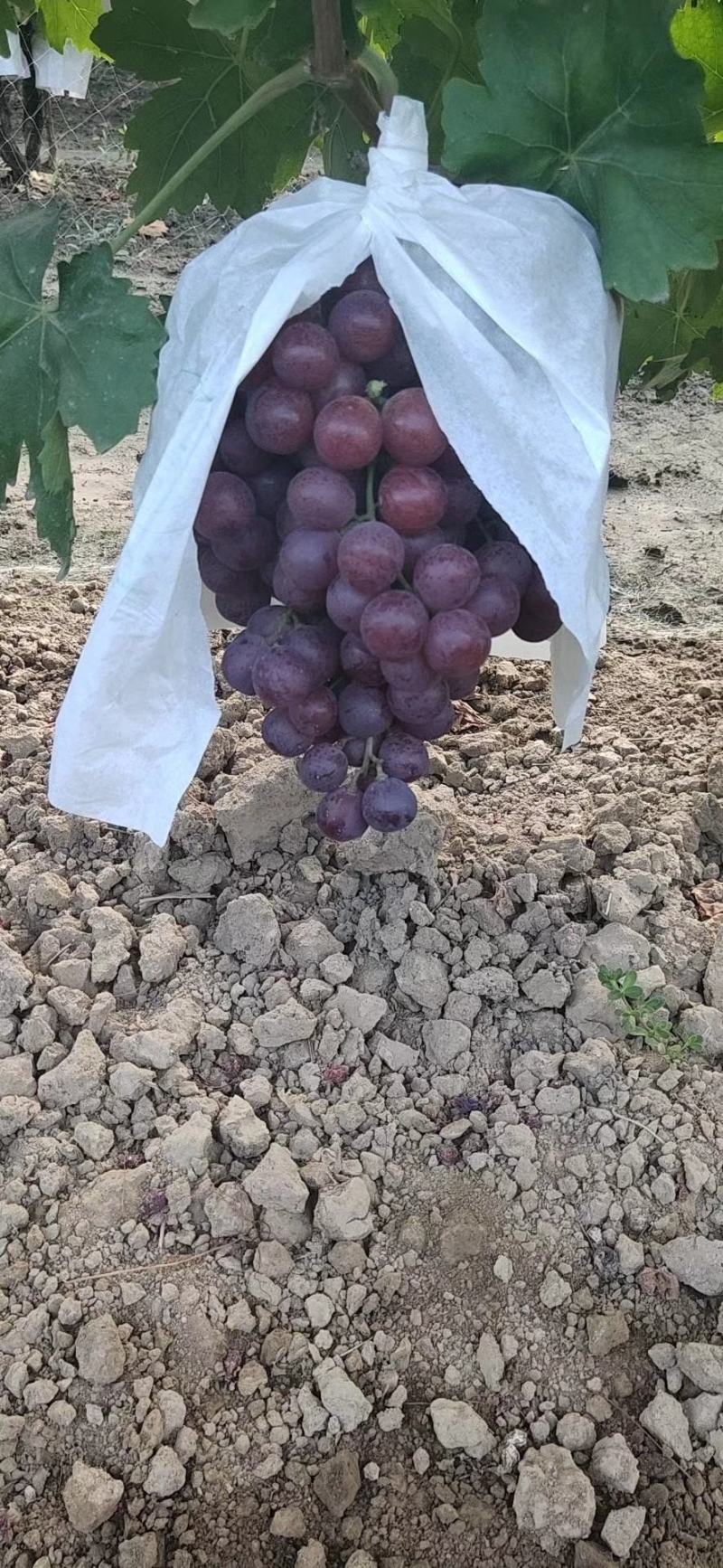 蒲城红提！可以入库！也可以发鲜货！！，，大量上市！！
