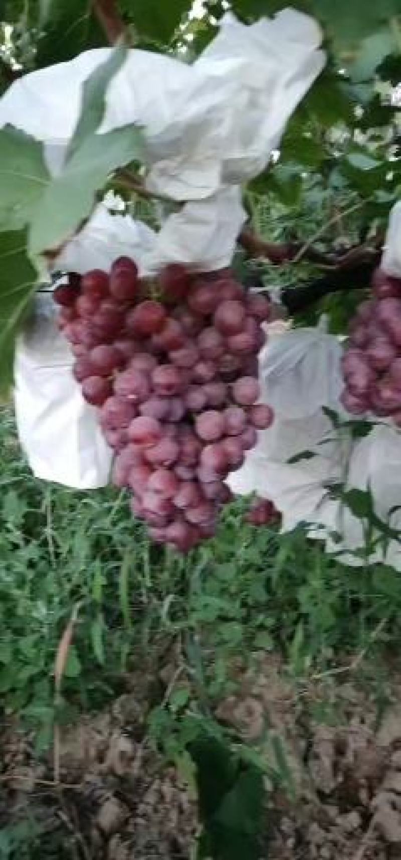 蒲城红提！可以入库！也可以发鲜货！！，，大量上市！！