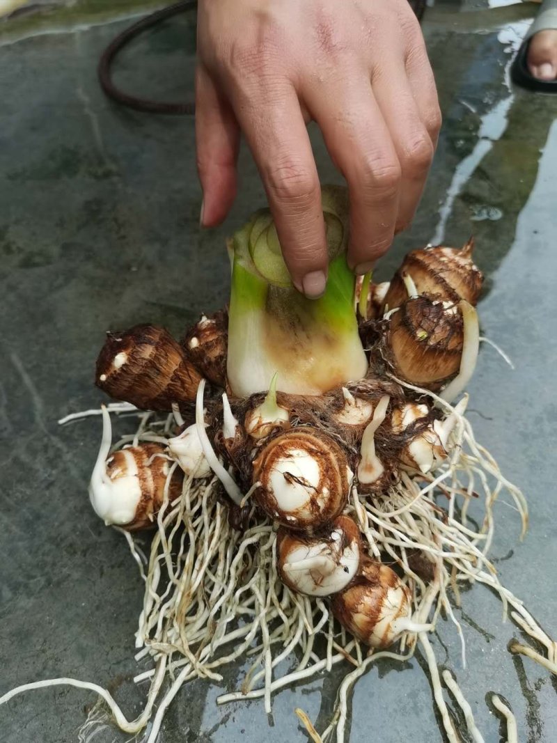 香芋，芋头，香芋儿！！！！！！