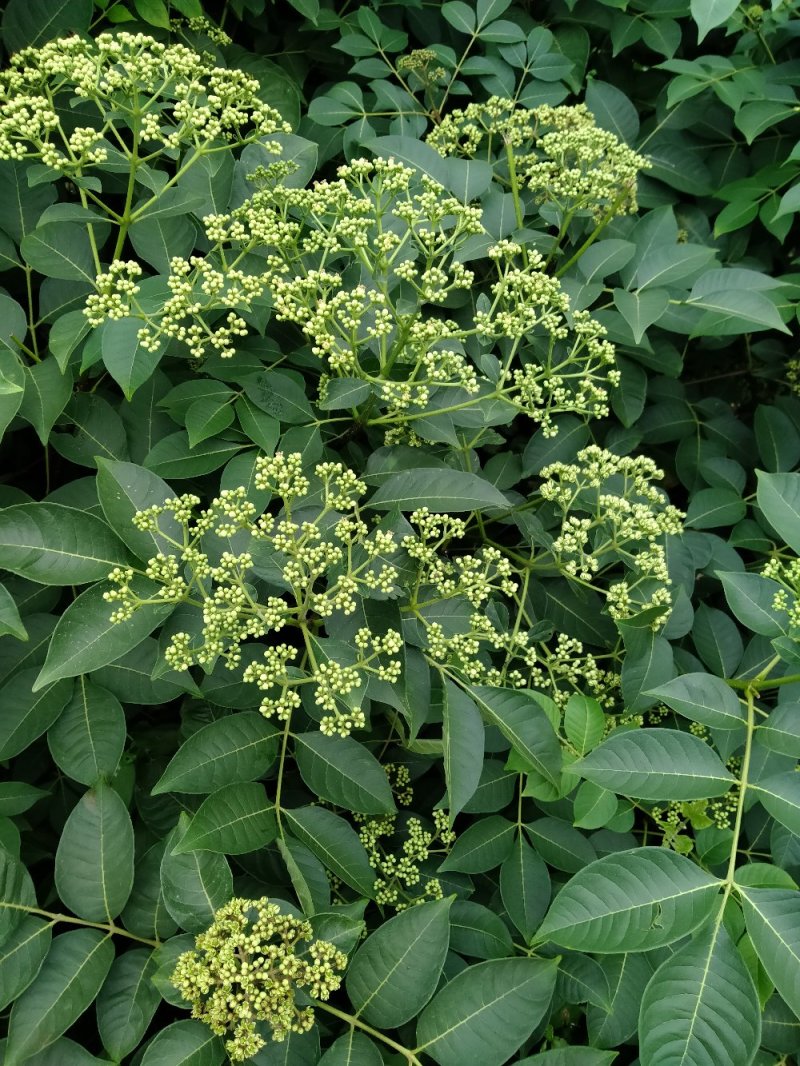 江西中花吴茱萸根生苗，根部粗壮，无病虫害，易成活。
