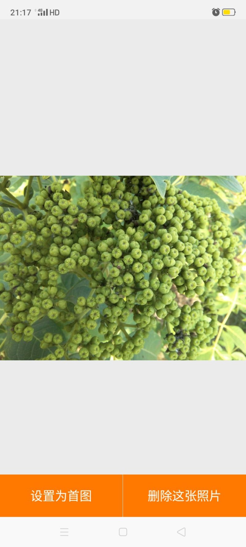 江西中花吴茱萸根生苗，根部粗壮，无病虫害，易成活。