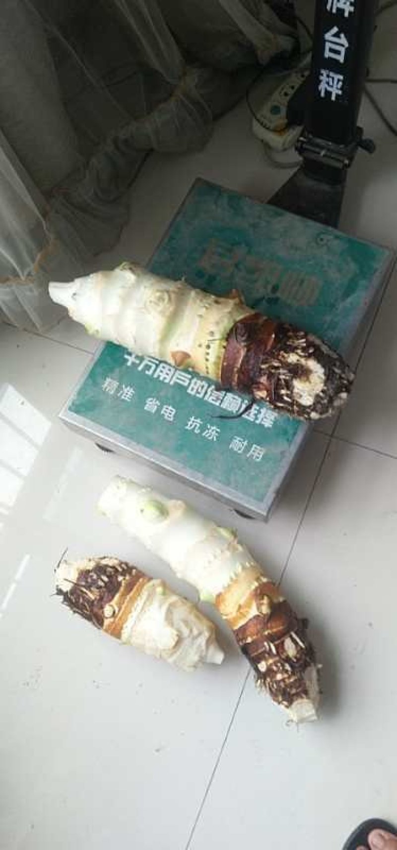 香芋，芋头，香芋儿！！！！！！