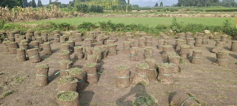 草坪台湾2号剪股颖百慕大混播草坪马尼拉草坪