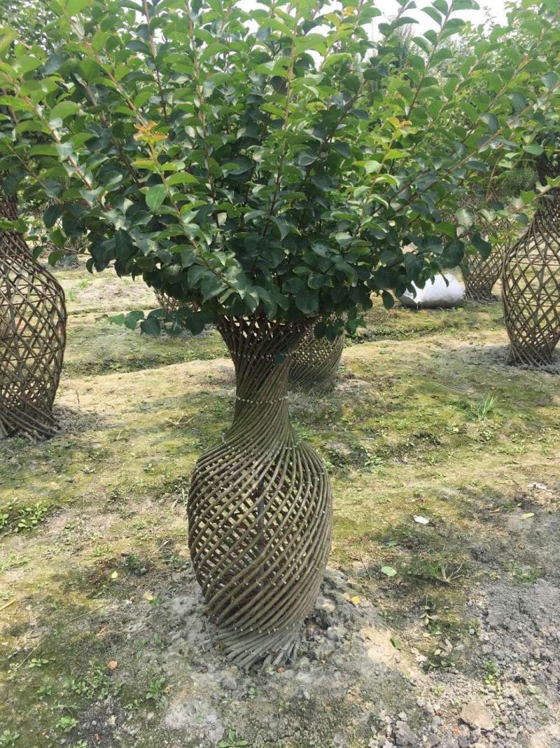 紫薇花瓶1.2米1.5米紫薇花瓶2米高紫薇花瓶基地
