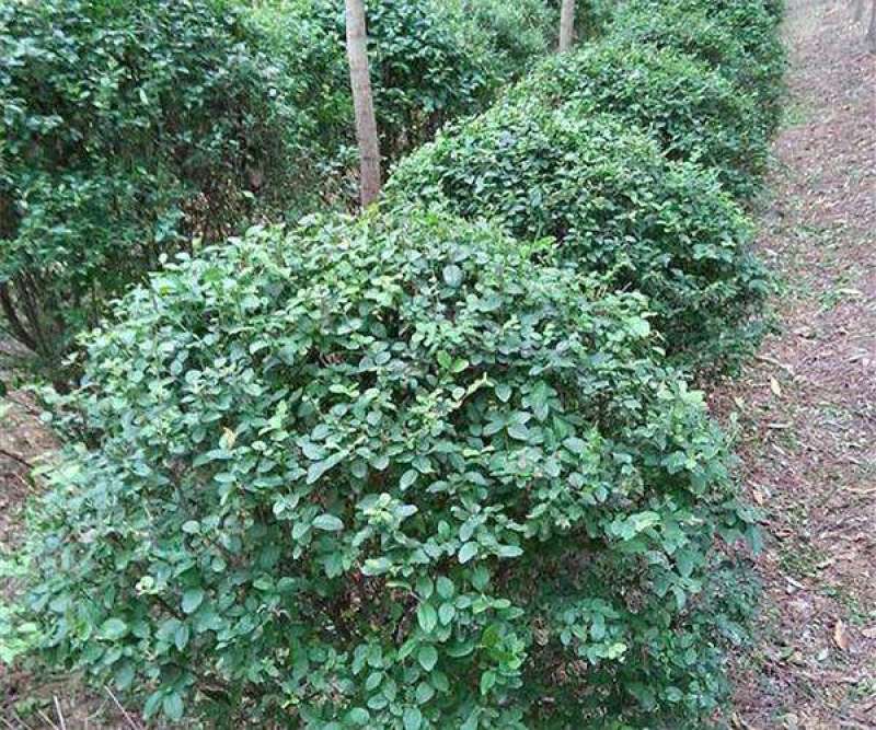 小叶女贞一手货源自家苗圃绿化种植大量批发