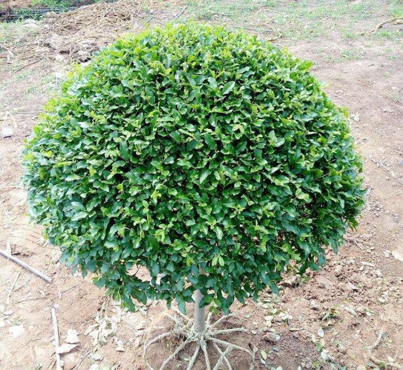 小叶女贞一手货源自家苗圃绿化种植大量批发