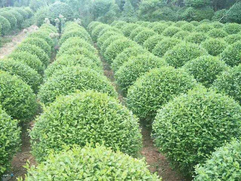 小叶女贞一手货源自家苗圃绿化种植大量批发