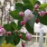 红花海棠一手货源自家苗圃绿化种植大量批发