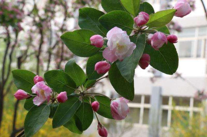 红花海棠一手货源自家苗圃绿化种植大量批发